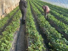 -昌平兴寿秀秀草莓采摘园