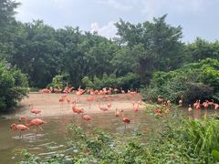 -广州长隆飞鸟乐园