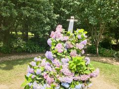 -上海共青森林公园