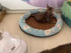 -糯米喵星人总部直营旗舰店·猫舍·幼猫出售
