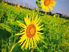 -贡湖湾湿地公园