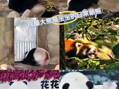 -成都大熊猫繁育研究基地