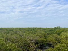 -北海金海湾红树林生态旅游区