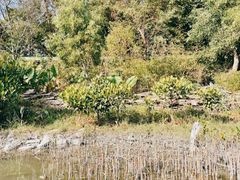 -华侨城湿地公园