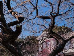 -南京古林公园