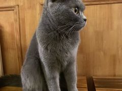 -猫色咖啡·猫咖