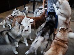 -TrueLove @ Neverland (Husky Cafe)