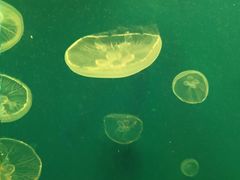 -江和美海洋公园