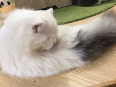 -猫和宫(六道口店)