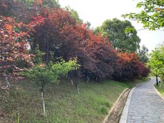 -八大山人梅湖景区