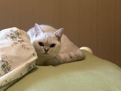 -伟伟宠物医院·瑞派猫友好医院·猫科(光谷店)
