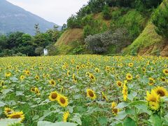-广州市流溪河国家森林公园
