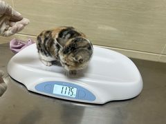 -北京观赏动物医院·24小时大型综合·猫专科·异宠专科