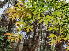 -铁山坪森林公园