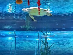 -绍兴梦享海洋公园