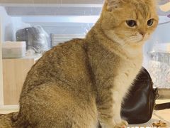 -Meowの猫咖(万家丽店)