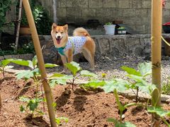 -柞水乾佑红门家菜