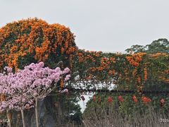 -天适樱花悠乐园