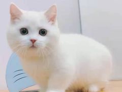 -欣宠猫屋·矮脚拿破仑·蓝金金渐层