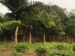 -中国科学院西双版纳热带植物园