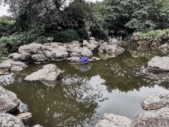 -神仙树公园