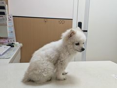 -瑞派康怡24h宠物医院·犬猫医疗中心·微创绝育(瑞景分院)