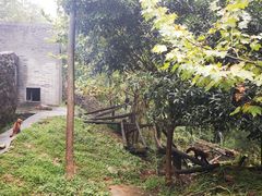 -都江堰中华大熊猫苑
