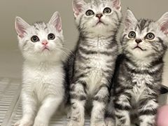 -lincat·猫舍(广州店)