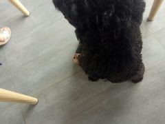 -蜜蜂小象·榴莲千层蛋糕(时代汇11栋店)
