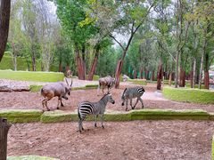 -北京野生动物园