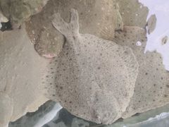 -四海鲜渔家菜(黄金海岸店)