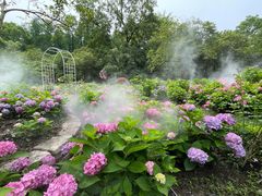 -上海共青森林公园