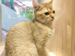 -屋虎猫馆(宝安大仟里店)