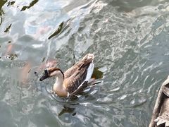 -西湖游船
