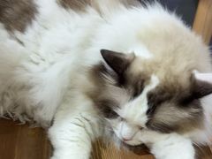 -白兔子密室(长寿路店)