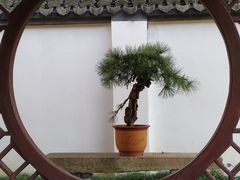 -上海醉白池公园