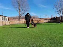 -北京京卫宠物寄养训练中心