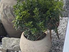 -喜茶(珠海华发商都店)