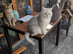 -喵屿·大理花园猫咖