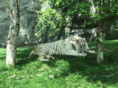 -北京野生动物园