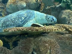 -上海海洋水族馆