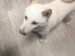 -柴犬高等学院·狗咖·柴犬售卖·宠物训练