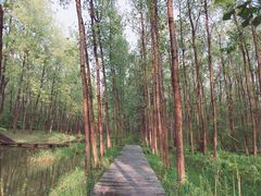 -合肥滨湖国家森林公园