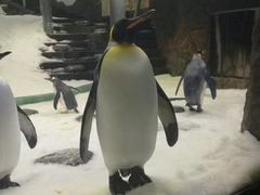 -悉尼海洋生物水族馆