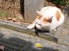 -黎里古镇