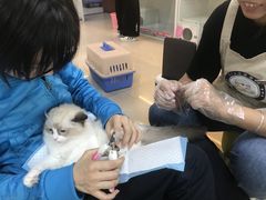 -lincat·猫舍(广州店)