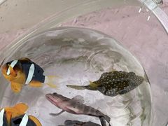 -小猫钓鱼海钓俱乐部(椰梦长廊店)