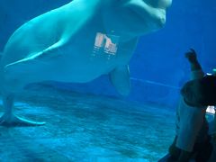 -芜湖新华联大白鲸海洋公园