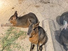-绿色星球动物主题公园