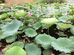 -荷塘月色湿地公园·向阳花洲